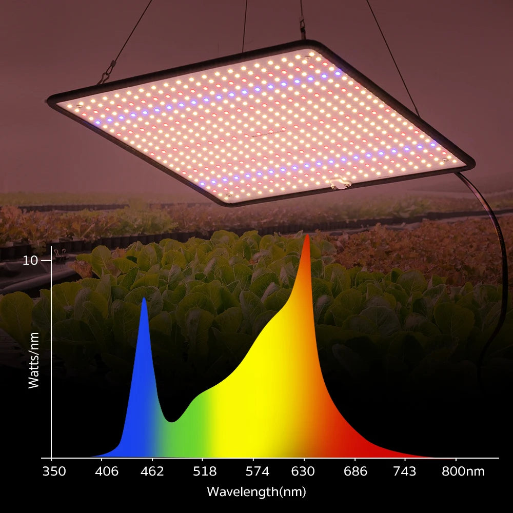 Lampe de croissance LED à spectre complet Phyto AC85-240V 40W pour tente de culture intérieure